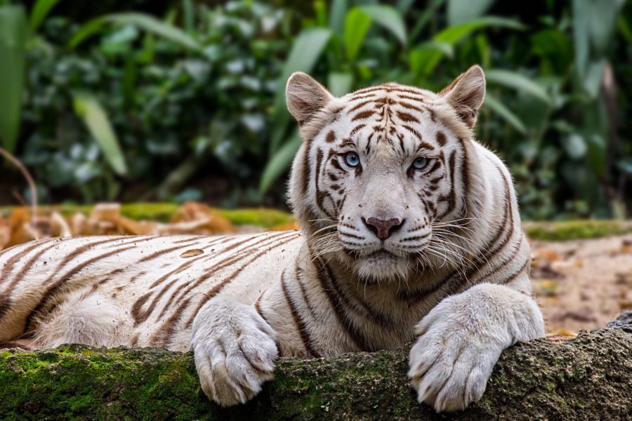Singapore Adventure & Wildlife Escape