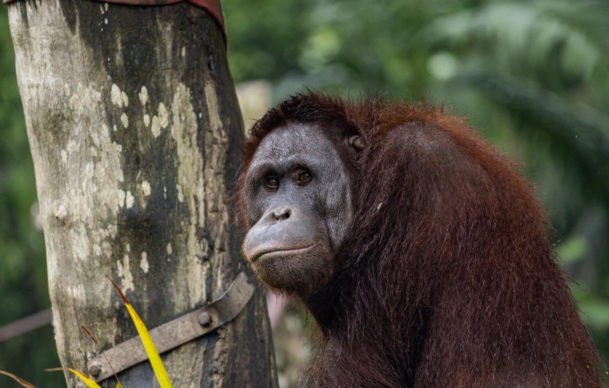 Singapore Adventure & Wildlife Escape (04 Nights / 05 Days)