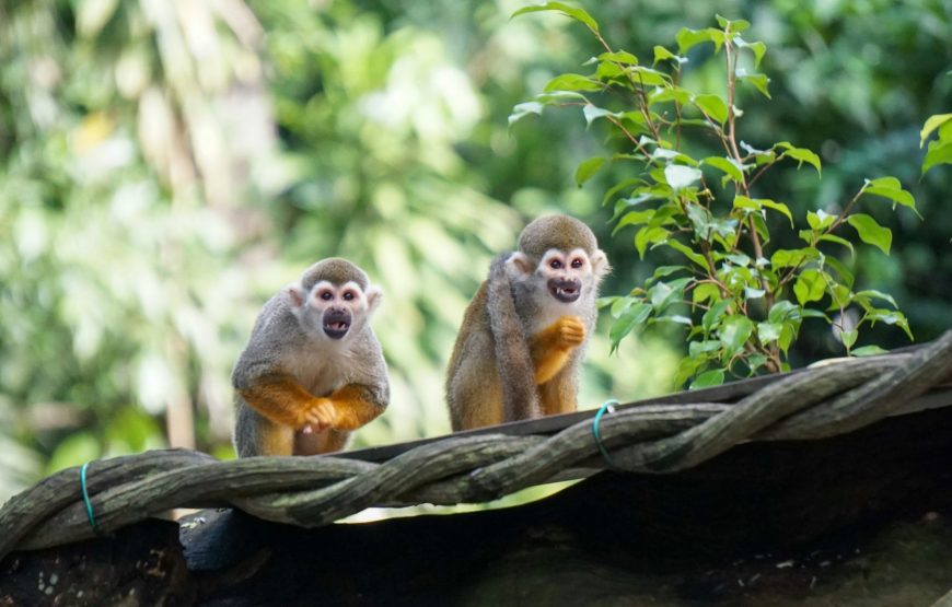 Singapore Ultimate Explorer (05 Nights / 06 Days)