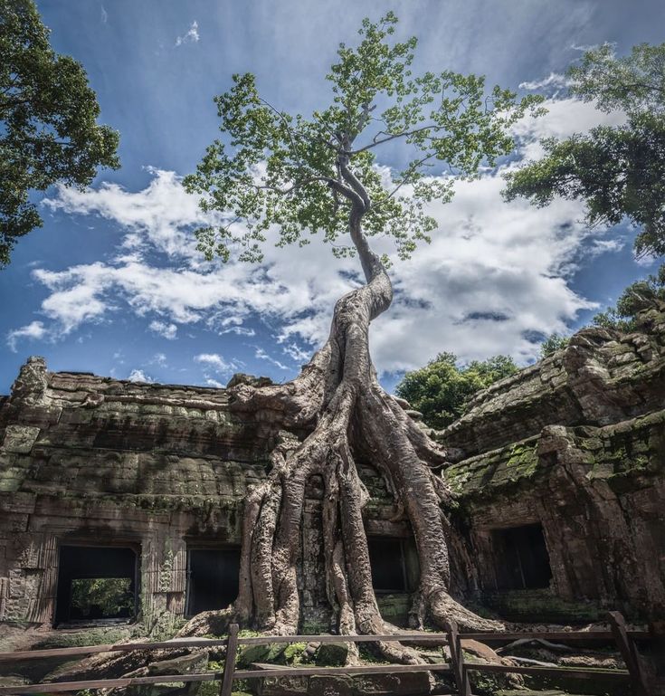 Ta Prohm