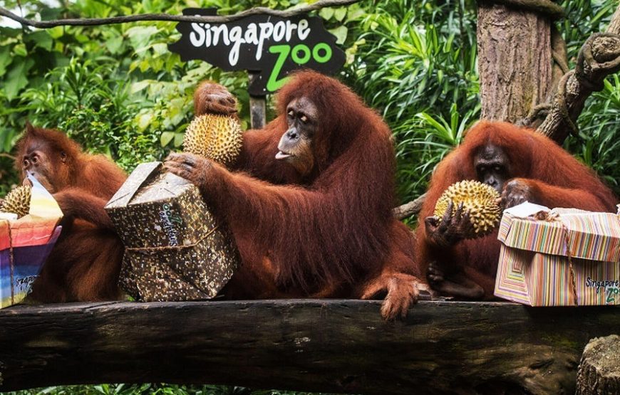Singapore & Bali Dream Vacation