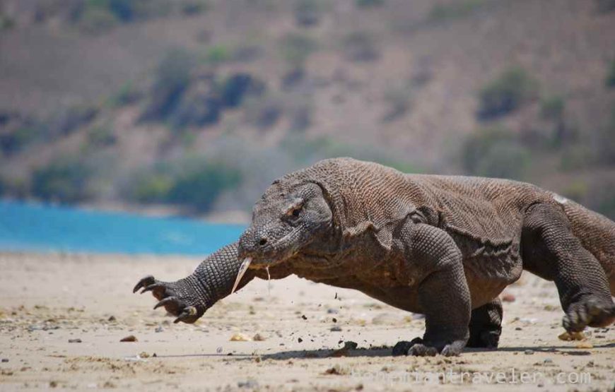 Best of Bali & Komodo Island