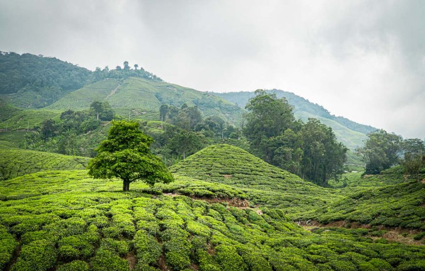 Malaysia Highlands & Island Retreat (6N7D)