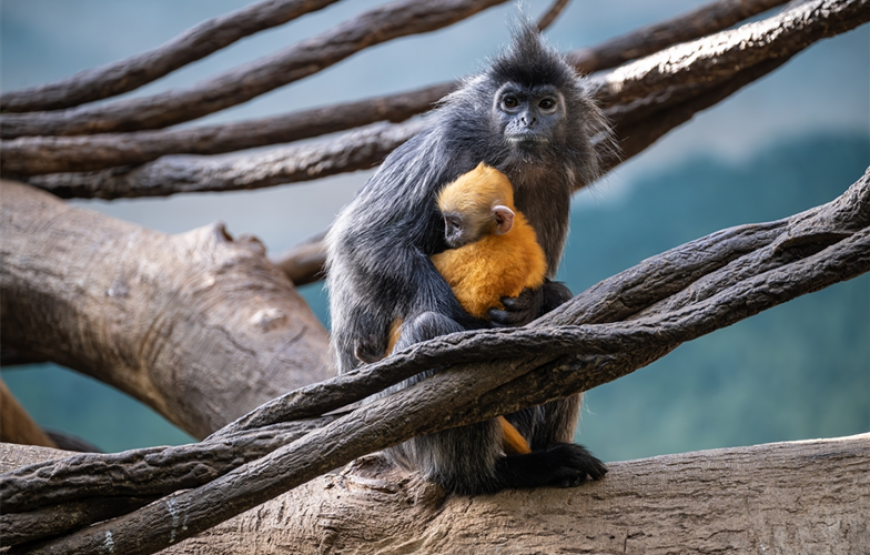 Sabah Wildlife & Adventure Escape (3N4D)