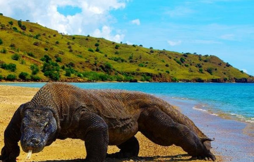 Best of Bali & Komodo Island