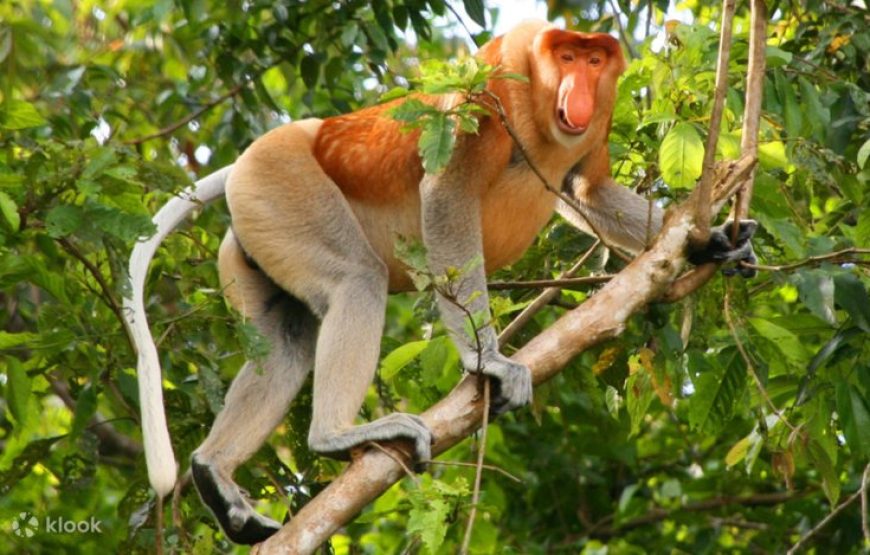Sabah Wildlife & Adventure Escape (3N4D)