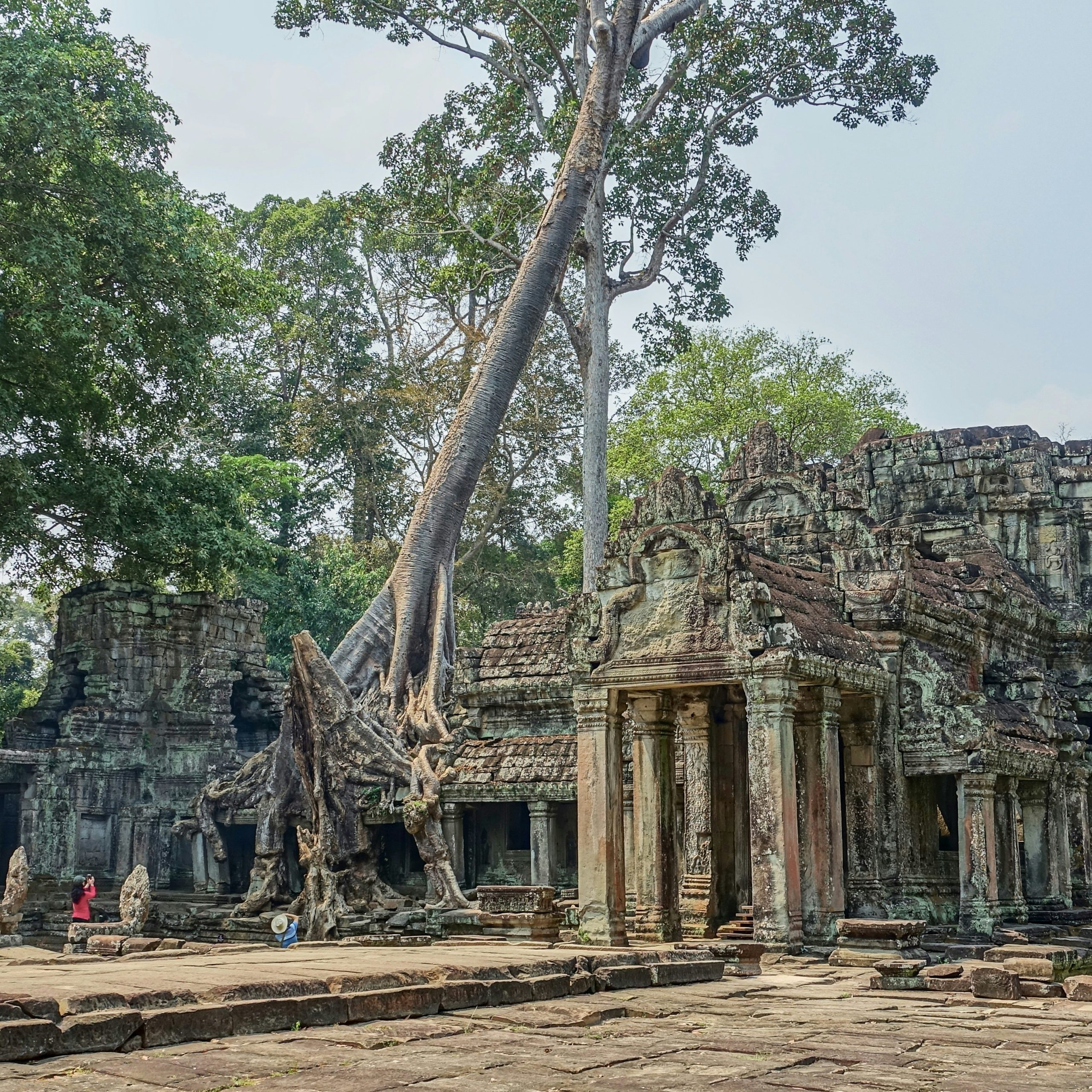 Ta Prohm jungle temple