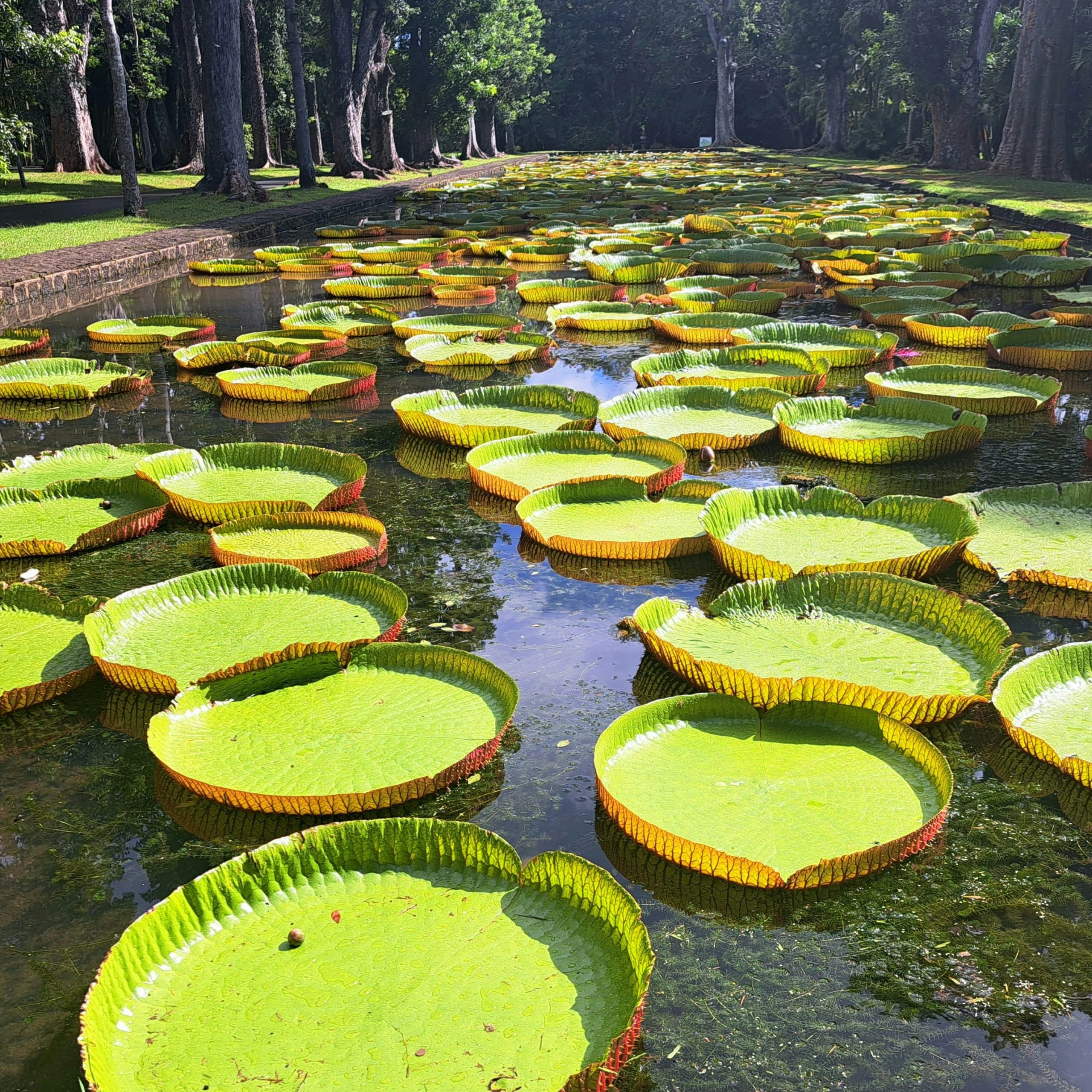 Pamplemousses Botanical Garden