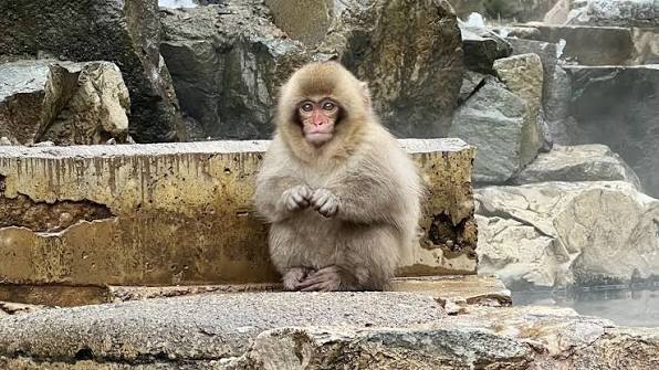 Snow Monkey Park