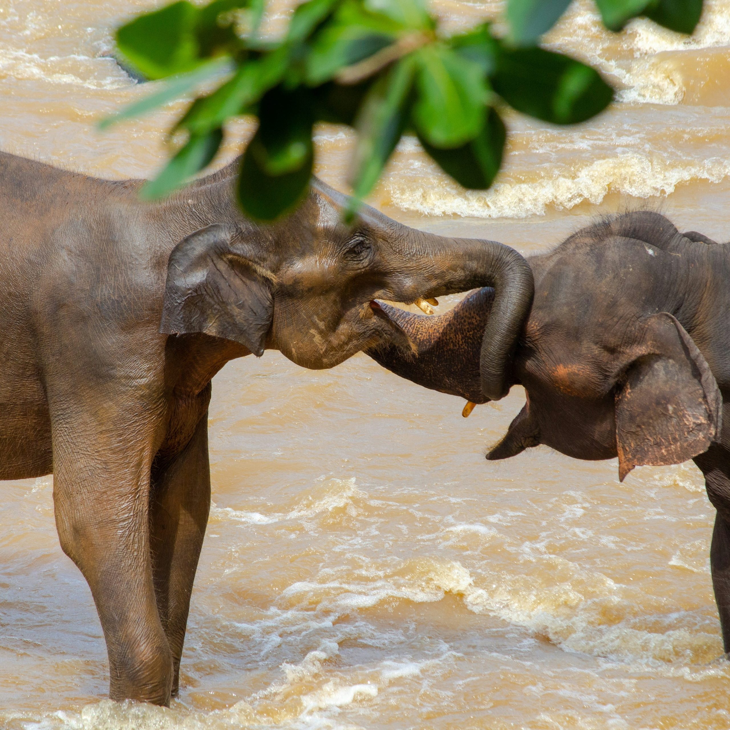 Udawalawe National Park